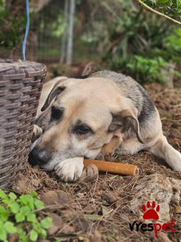 Ράτσα: Άγνωστο - Ημίαιμο | Ηλικία: 5+ | Φύλο: Αρσενικό | Αρ. Microchip: - | Ημίαιμο | Περιοχή: Νέα Σμύρνη, Αττική